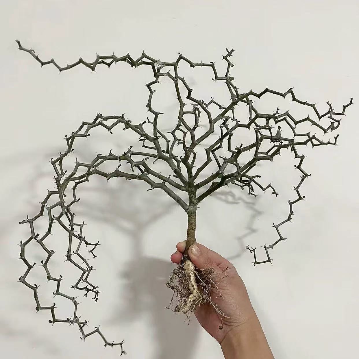 Decaryia madagascariensis