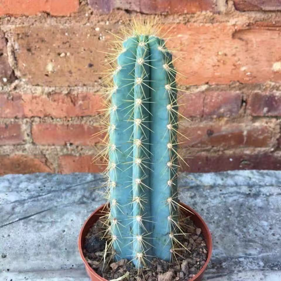 Pilosocereus pachycladus F. Ritter