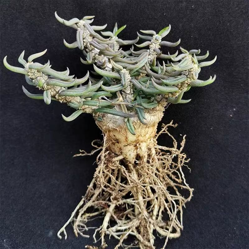 Euphorbia cylindrifolia Marn.-Lap. & Rauh