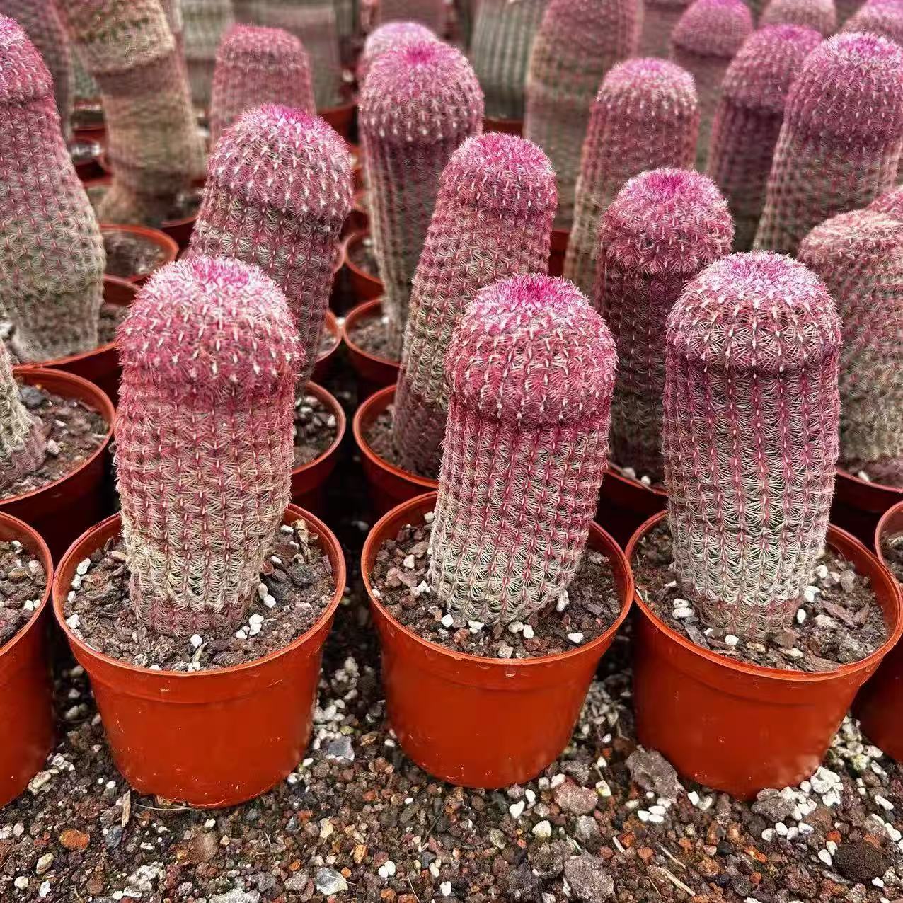 Echinocereus rigidissimus rubispinus
