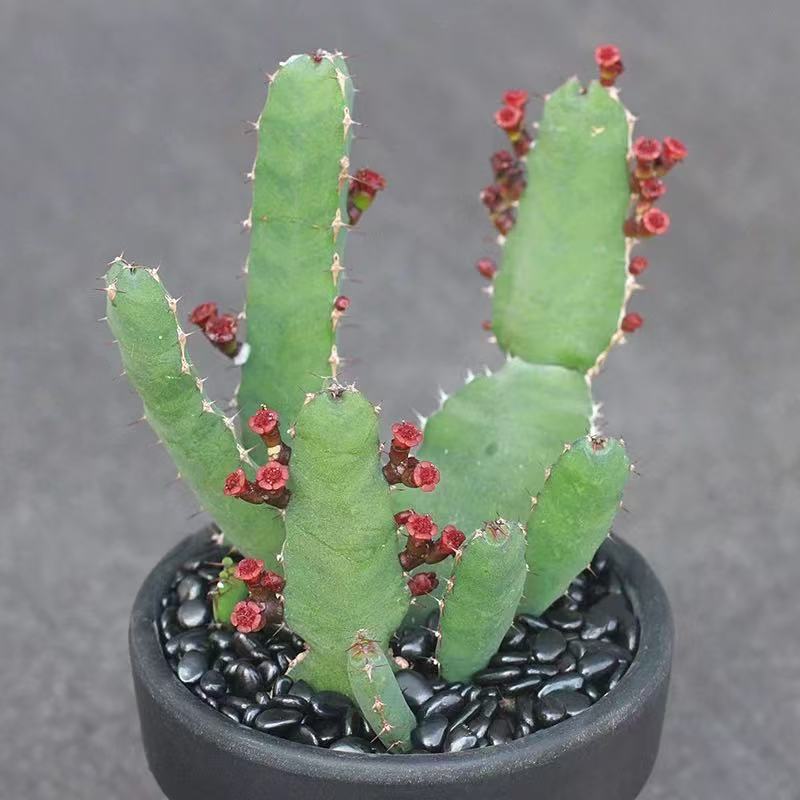 Euphorbia opuntioides