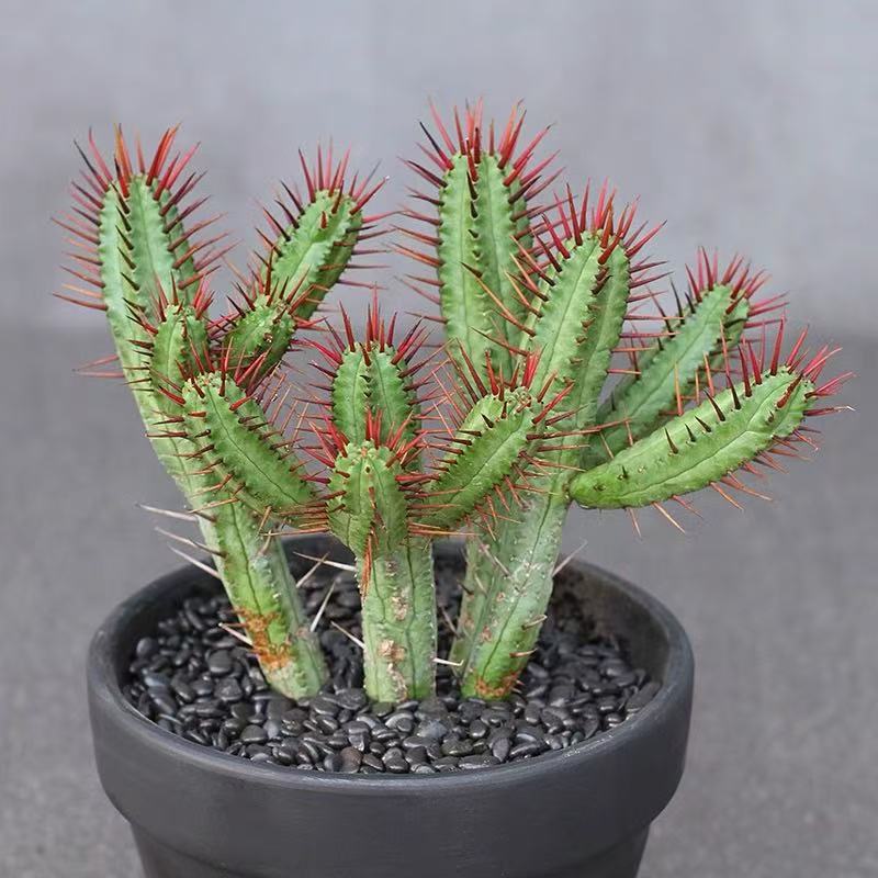 Euphorbia enopla